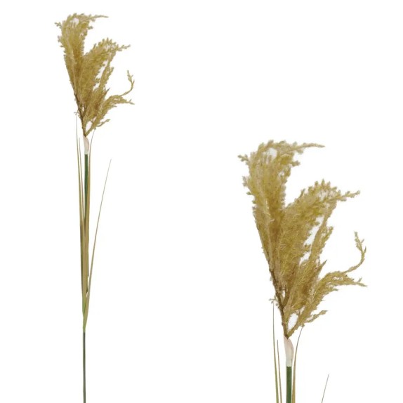 ΚΛΑΔΙ ΠΑΜΠΑΣ ΚΟΝΤΟ ΚΑΦΕ - Y110cm 125/500KIB – Αναβαθμίζει άμεσα τον χώρο σου | iroots.gr