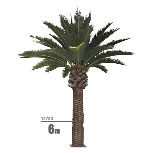 ΦΟΙΝΙΚΑΣ ΥΨΟΣ 6m – Ταιριάζει σε κάθε μοντέρνο ή επαγγελματικό χώρο | iroots.gr