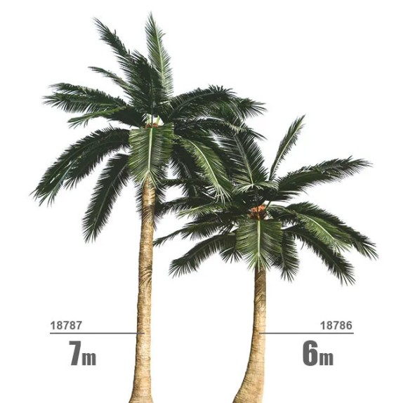 ΚΟΚΟΦΟΙΝΙΚΑΣ ΚΥΡΤΟΣ ΥΨΟΣ 6m – Προσφέρει μοναδική αισθητική | iroots.gr