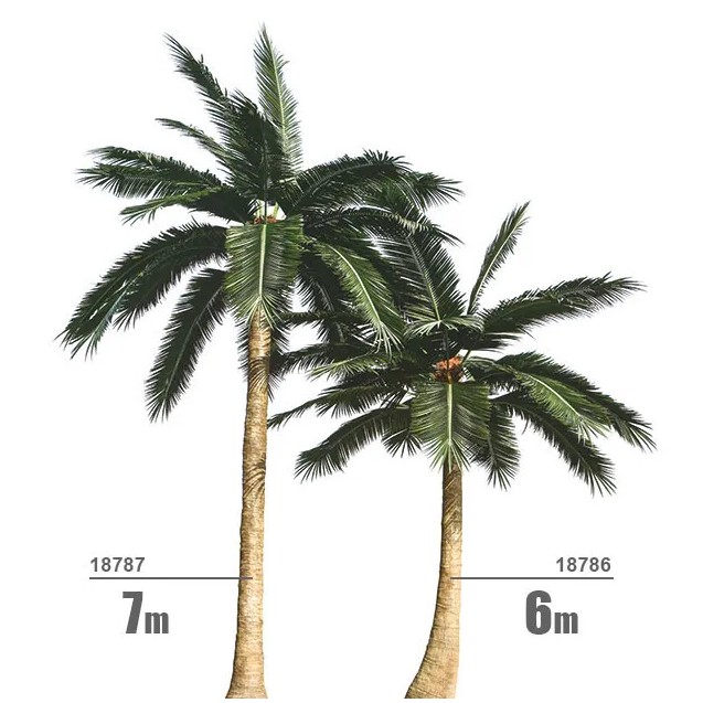 ΚΟΚΟΦΟΙΝΙΚΑΣ ΙΣΙΟΣ ΥΨΟΣ 7m – Ταιριάζει σε κάθε μοντέρνο ή επαγγελματικό χώρο | iroots.gr