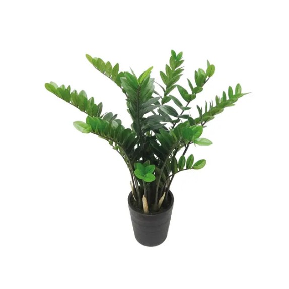 ΔΕΝΤΡΟ ΖΑΜΙΑ ΣΕ ΓΛΑΣΤΡΑ - Y110cm 1/4KIB – Δημιουργεί αίσθηση πολυτέλειας χωρίς κόπο | iroots.gr