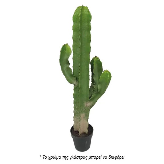 ΦΥΤΟ ΚΑΚΤΟΣ-ΑΓΙΟΣ ΠΕΤΡΟΣ ΣΕ ΓΛΑΣΤΡΑ - Y115cm 1/2KIB – Ταιριάζει σε κάθε μοντέρνο ή επαγγελματικό χώρο | iroots.gr