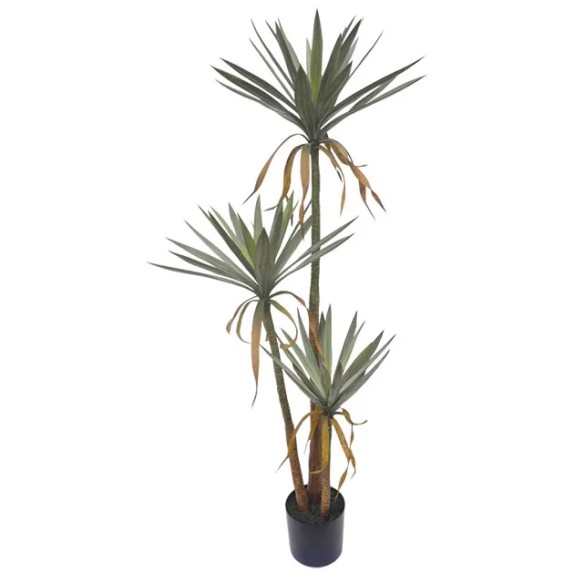 ΔΕΝΤΡΟ ΓΙΟΥΚΑ ΠΑΝΑΣΕ ΤΡΙΠΛΟ ΣΕ ΓΛΑΣΤΡΑ - Υ167cm 2/ΚΙΒ – Δίνει premium χαρακτήρα στο περιβάλλον | iroots.gr