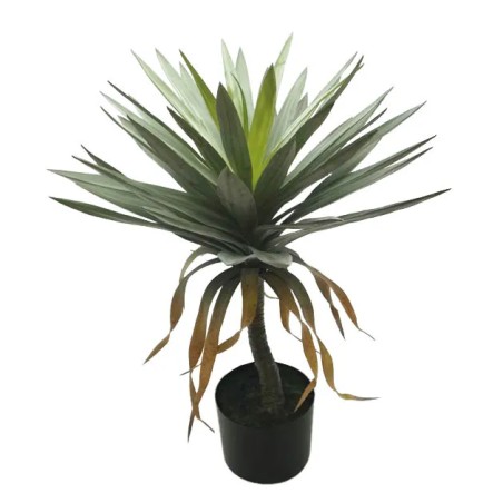 ΔΕΝΤΡΟ ΓΙΟΥΚΑ ΠΑΝΑΣΕ ΣΕ ΠΛΑΣΤΙΚΟ ΚΑΣΠΩ - Υ75cm 4/ΚΙΒ – Αναβαθμίζει άμεσα τον χώρο σου | iroots.gr