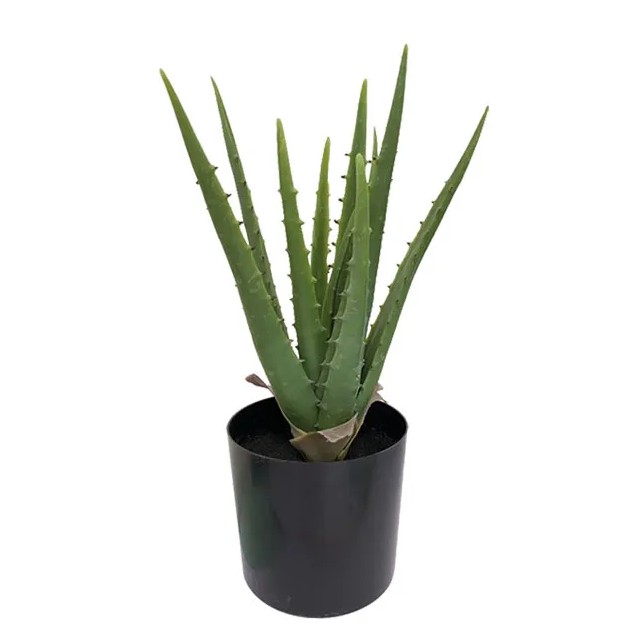 ΦΥΤΟ ΑΛΟΗ 11lvs ΣΕ ΓΛΑΣΤΡΑ L:17xH:36cm 6ΚΙΒ – Ταιριάζει σε κάθε μοντέρνο ή επαγγελματικό χώρο | iroots.gr