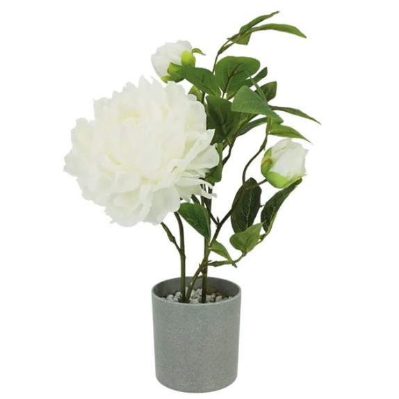 ΦΥΤΟ ΠΕΟΝΙΑ ΕΚΡΟΥ ΣΕ ΚΑΣΠΩ - Y40cm 12/24ΚΙΒ – Δίνει premium χαρακτήρα στο περιβάλλον | iroots.gr