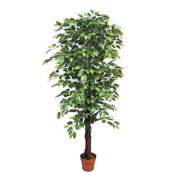 ΔΕΝΤΡΟ ΜΠΕΝΖΑΜΙΝ ΠΡΑΣΙΝΟ ΣΕ ΓΛΑΣΤΡΑ - Y180cm 2/KIB – Αναβαθμίζει άμεσα τον χώρο σου | iroots.gr