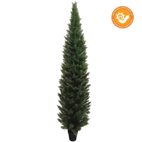 ΔΕΝΤΡΟ ΤΟΥΓΙΑ ΣΕ ΓΛΑΣΤΡΑ ΜΕ ΠΡΟΣΤΑΣΙΑ UV - Y240cm 2/ΚΙΒ – Δίνει premium χαρακτήρα στο περιβάλλον | iroots.gr