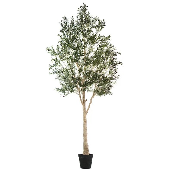 ΔΕΝΤΡΟ ΕΛΙΑΣ ΣΕ ΓΛΑΣΤΡΑ ΣΥΝΑΡΜΟΛΟΓΟΥΜΕΝΟ - Υ300cm 1/KIB – Δίνει premium χαρακτήρα στο περιβάλλον | iroots.gr