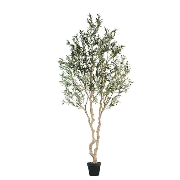 ΔΕΝΤΡΟ ΕΛΙΑΣ ΣΕ ΓΛΑΣΤΡΑ ΣΥΝΑΡΜΟΛΟΓΟΥΜΕΝΟ - Υ270cm 1/KIB – Προσφέρει μοναδική αισθητική | iroots.gr