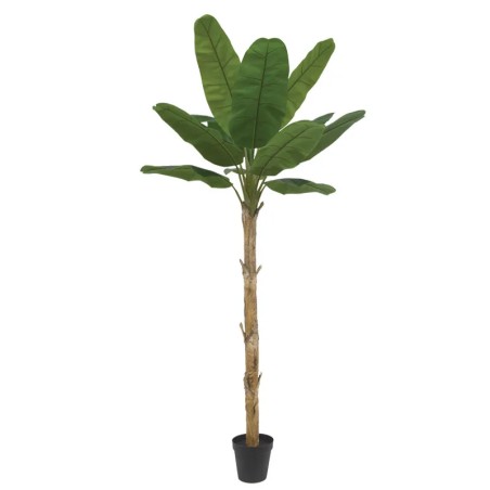 ΔΕΝΤΡΟ ΜΠΑΝΑΝΙΑ REAL TOUCH ΣΕ ΚΑΣΠΩ - Υ300cm 1/2ΚΙΒ – Προσφέρει μοναδική αισθητική | iroots.gr