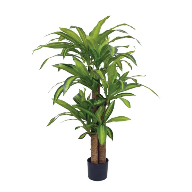 ΔΕΝΤΡΟ ΔΡΑΚΑΙΝΑ ΑΡΩΜΑΤΙΚΗ ΣΕ ΓΛΑΣΤΡΑ ΜΕ 3 ΚΟΡΜΟΥΣ - Υ130cm 2/ΚΙΒ(85110) – Προσφέρει μοναδική αισθητική | iroots.gr