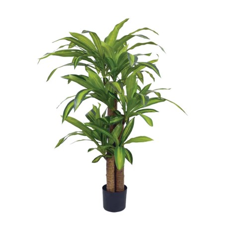 ΔΕΝΤΡΟ ΔΡΑΚΑΙΝΑ ΑΡΩΜΑΤΙΚΗ ΣΕ ΓΛΑΣΤΡΑ ΜΕ 3 ΚΟΡΜΟΥΣ - Υ130cm 2/ΚΙΒ(85110) – Προσφέρει μοναδική αισθητική | iroots.gr