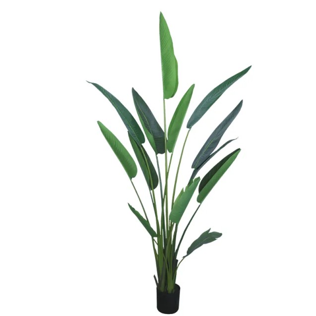 ΔΕΝΤΡΟ ΣΤΡΕΛΙΤΣΙΑ ΠΡΑΣΙΝΟ ΣΕ ΓΛΑΣΤΡΑ - Υ235cm 2/ΚΙΒ – Προσφέρει μοναδική αισθητική | iroots.gr