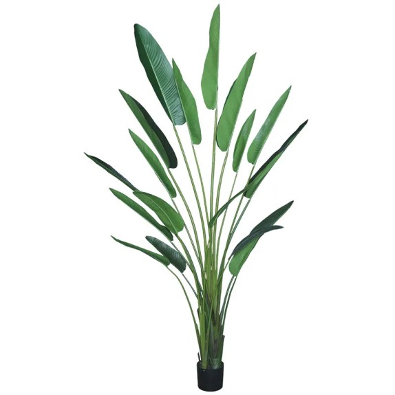 ΔΕΝΤΡΟ ΣΤΡΕΛΙΤΣΙΑ ΠΡΑΣΙΝΟ ΣΕ ΓΛΑΣΤΡΑ - Υ310cm 2/ΚΙΒ – Δημιουργεί αίσθηση πολυτέλειας χωρίς κόπο | iroots.gr