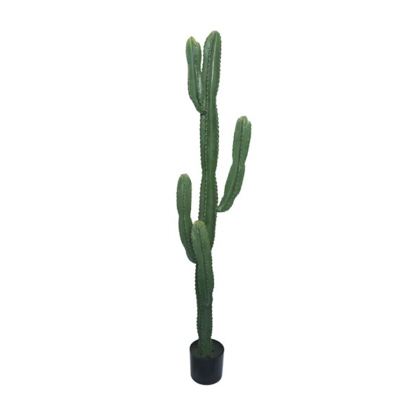 ΔΕΝΤΡΟ ΚΑΚΤΟΣ-ΑΓΙΟΣ ΠΕΤΡΟΣ ΣΕ ΓΛΑΣΤΡΑ - Υ155cm – Προσφέρει μοναδική αισθητική | iroots.gr