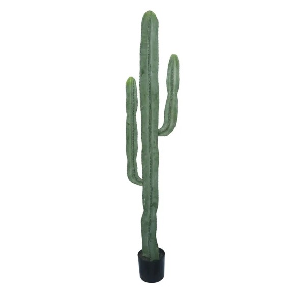 ΔΕΝΤΡΟ ΚΑΚΤΟΣ-ΑΓΙΟΣ ΠΕΤΡΟΣ ΣΕ ΓΛΑΣΤΡΑ - Υ185cm – Προσφέρει μοναδική αισθητική | iroots.gr