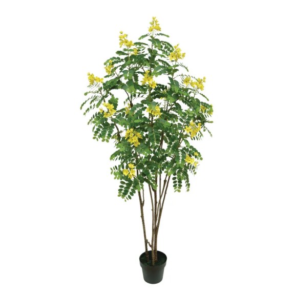 ΔΕΝΤΡΟ ΚΑΣΣΙΑ ΚΙΤΡΙΝΟ REAL TOUCH ΣΕ ΚΑΣΠΩ - Υ180cm 1/2ΚΙΒ – Δημιουργεί αίσθηση πολυτέλειας χωρίς κόπο | iroots.gr