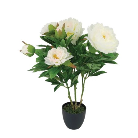 ΔΕΝΤΡO ΠΑΙΩΝΙΑ ΣΕ ΠΛΑΣΤΙΚO ΚΑΣΠΩ ΕΚΡΟΥ/ΡΟΖ - Υ60cm 6/ΚΙΒ – Αναβαθμίζει άμεσα τον χώρο σου | iroots.gr