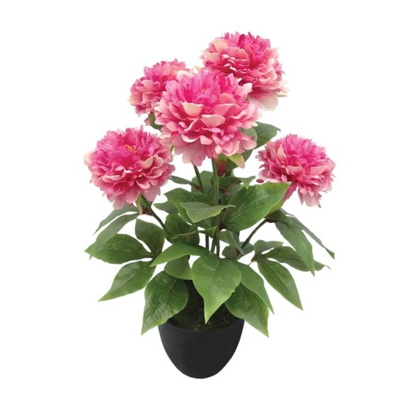 ΦΥΤΟ ΠΑΙΩΝΙΑ X5 ΦΟΥΞ ΣΕ ΚΑΣΠΩ - Υ48cm 4/24ΚΙΒ – Προσφέρει μοναδική αισθητική | iroots.gr