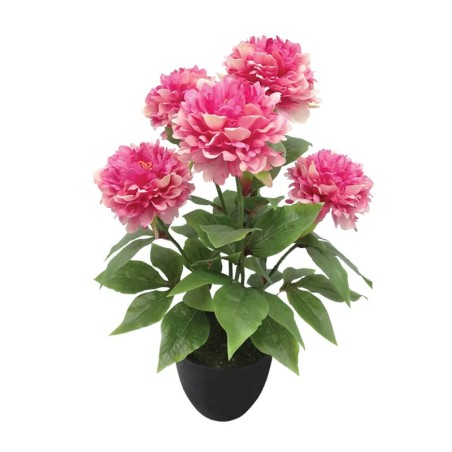 ΦΥΤΟ ΠΑΙΩΝΙΑ X5 ΦΟΥΞ ΣΕ ΚΑΣΠΩ - Υ48cm 4/24ΚΙΒ – Προσφέρει μοναδική αισθητική | iroots.gr