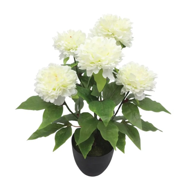 ΦΥΤΟ ΠΑΙΩΝΙΑ X5 ΕΚΡΟΥ ΣΕ ΚΑΣΠΩ - Υ48cm 4/24ΚΙΒ – Ταιριάζει σε κάθε μοντέρνο ή επαγγελματικό χώρο | iroots.gr