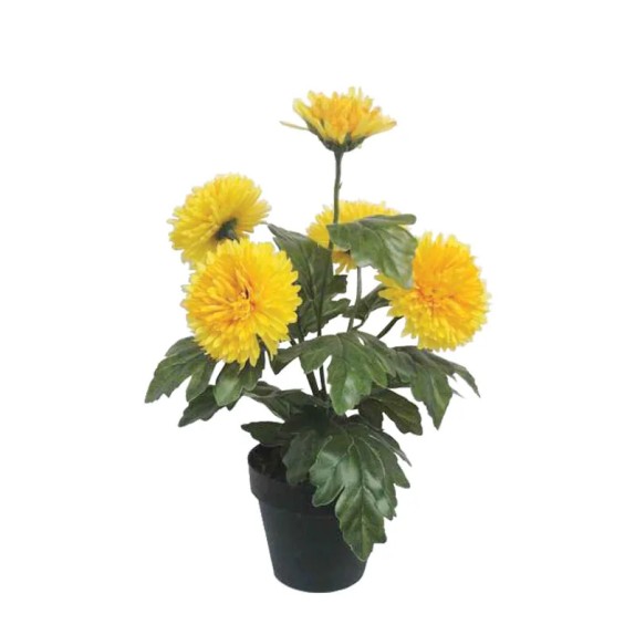 ΦΥΤΟ ΧΡΥΣΑΝΘΕΜΟ X5 ΚΙΤΡΙΝΟ ΣΕ ΚΑΣΠΩ - Y40cm 4/24ΚIB – Αναβαθμίζει άμεσα τον χώρο σου | iroots.gr