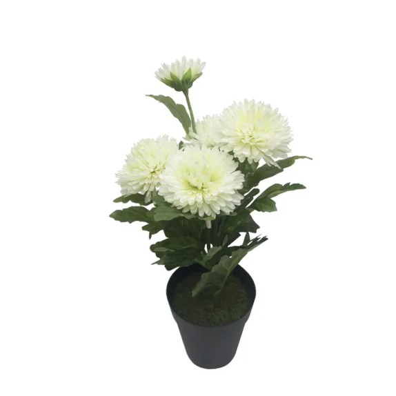 ΦΥΤΟ ΧΡΥΣΑΝΘΕΜΟ X5 ΛΕΥΚΟ ΣΕ ΚΑΣΠΩ - Y40cm 4/24ΚIB – Προσφέρει μοναδική αισθητική | iroots.gr