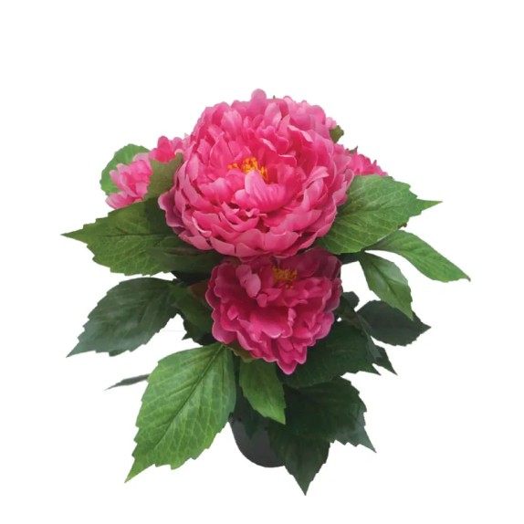 ΦΥΤΟ ΠΑΙΩΝΙΑ Χ5 ΦΟΥΞ ΣΕ ΚΑΣΠΩ - Υ45cm 4/12ΚΙΒ – Δίνει premium χαρακτήρα στο περιβάλλον | iroots.gr