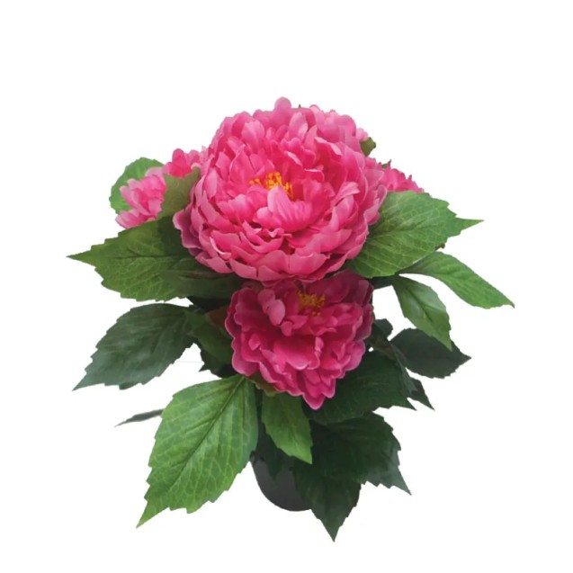 ΦΥΤΟ ΠΑΙΩΝΙΑ Χ5 ΦΟΥΞ ΣΕ ΚΑΣΠΩ - Υ45cm 4/12ΚΙΒ – Δίνει premium χαρακτήρα στο περιβάλλον | iroots.gr