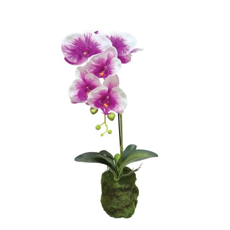 ΦΥΤΟ ΟΡΧΙΔΕΑ ΔΙΧΡΩΜΟ ΜΩΒ/ΛΕΥΚΑ ΑΝΘΗ REAL TOUCH - Υ59cm 4/24ΚΙΒ – Αναβαθμίζει άμεσα τον χώρο σου | iroots.gr
