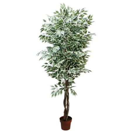 ΔΕΝΤΡΟ ΜΠΕΝΖΑΜΙΝ ΔΙΧΡΩΜΟ ΣΕ ΓΛΑΣΤΡΑ - Y210cm 2/KIB – Δίνει premium χαρακτήρα στο περιβάλλον | iroots.gr