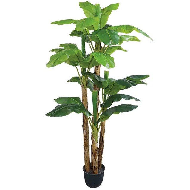 ΔΕΝΤΡΟ ΜΠΑΝΑΝΙΑ Χ4 REAL TOUCH ΣΕ ΓΛΑΣΤΡΑ - Υ290cm 1/ΚΙΒ – Αναβαθμίζει άμεσα τον χώρο σου | iroots.gr