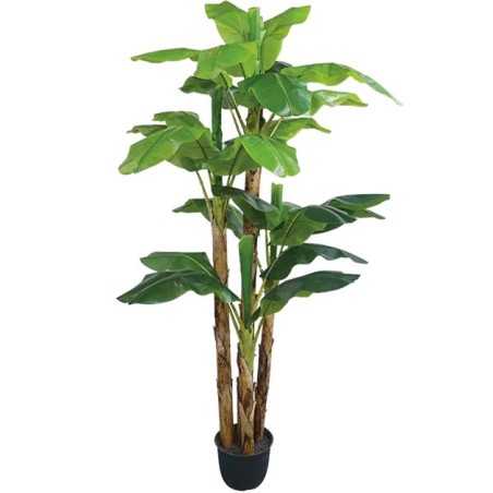 ΔΕΝΤΡΟ ΜΠΑΝΑΝΙΑ Χ4 REAL TOUCH ΣΕ ΓΛΑΣΤΡΑ - Υ290cm 1/ΚΙΒ – Αναβαθμίζει άμεσα τον χώρο σου | iroots.gr