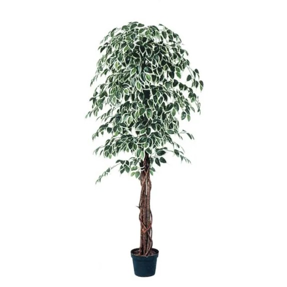 ΔΕΝΤΡΟ ΜΠΕΝΖΑΜΙΝ ΔΙΧΡΩΜΟ ΣΕ ΓΛΑΣΤΡΑ - Y180cm 2/KIB – Προσφέρει μοναδική αισθητική | iroots.gr