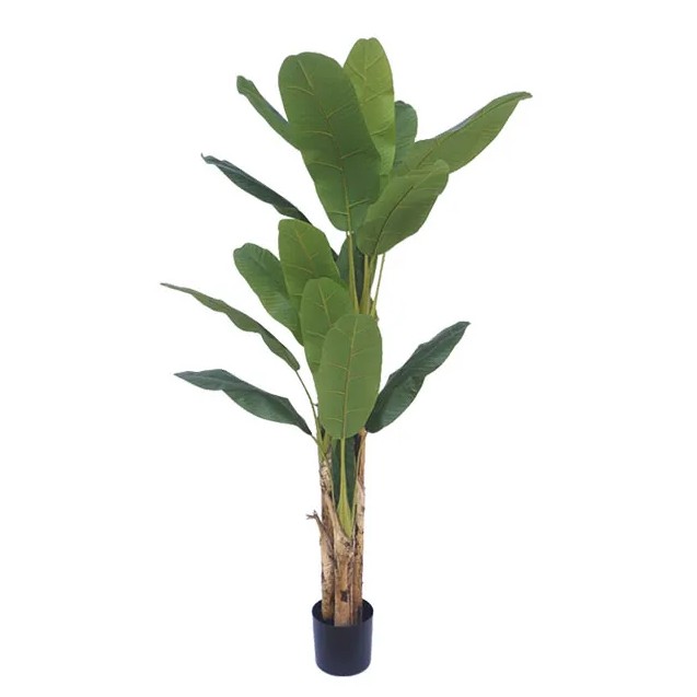 ΔΕΝΤΡΟ ΜΠΑΝΑΝΙΑ ΤΡΙΠΛΗ REAL TOUCH ΣΕ ΓΛΑΣΤΡΑ - Υ190cm 2/ΚΙΒ