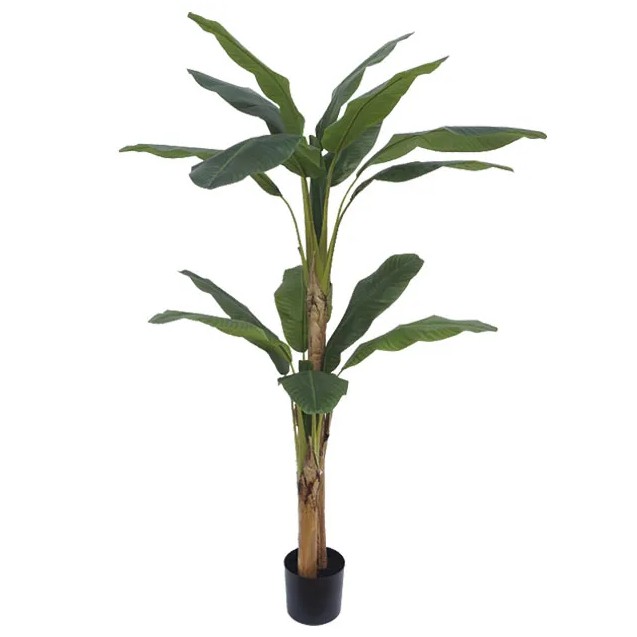 ΔΕΝΤΡΟ ΜΠΑΝΑΝΙΑ ΔΙΠΛΗ REAL TOUCH ΣΕ ΓΛΑΣΤΡΑ - Υ190cm 2/ΚΙΒ – Προσφέρει μοναδική αισθητική | iroots.gr