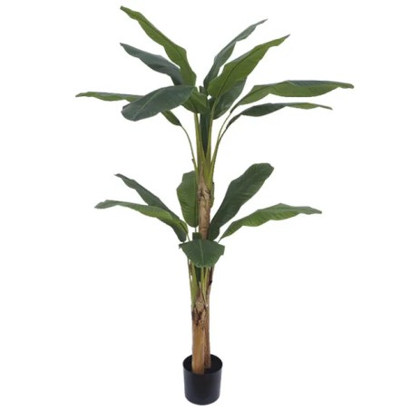 ΔΕΝΤΡΟ ΜΠΑΝΑΝΙΑ ΔΙΠΛΗ REAL TOUCH ΣΕ ΓΛΑΣΤΡΑ - Υ190cm 2/ΚΙΒ – Προσφέρει μοναδική αισθητική | iroots.gr