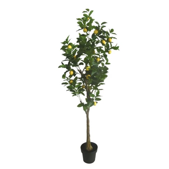 ΔΕΝΤΡΟ ΛΕΜΟΝΙΑ REAL TOUCH ΣΕ ΚΑΣΠΩ - Υ180cm 1/2ΚΙΒ – Ταιριάζει σε κάθε μοντέρνο ή επαγγελματικό χώρο | iroots.gr