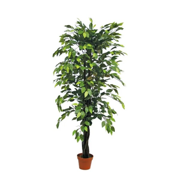 ΔΕΝΤΡΟ ΜΠΕΝΖΑΜΙΝ ΠΡΑΣΙΝΟ ΣΕ ΓΛΑΣΤΡΑ - Y150cm 4/KIB – Προσφέρει μοναδική αισθητική | iroots.gr