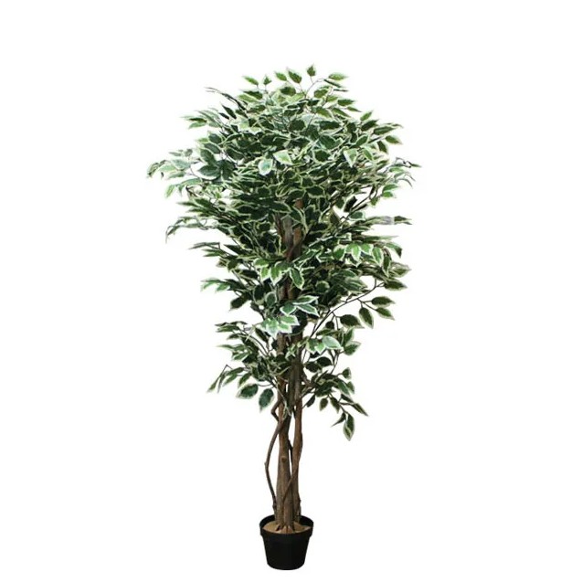 ΔΕΝΤΡΟ ΜΠΕΝΖΑΜΙΝ ΔΙΧΡΩΜΟ ΣΕ ΓΛΑΣΤΡΑ - Y150cm 4/KIB – Αναβαθμίζει άμεσα τον χώρο σου | iroots.gr