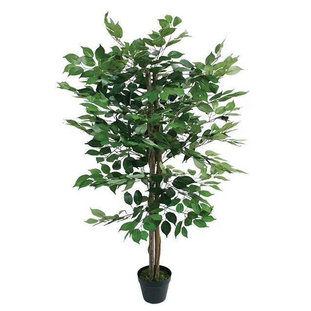 ΔΕΝΤΡΟ ΠΡΑΣΙΝΟ ΜΠΕΝΖΑΜΙΝ ΣΕ ΓΛΑΣΤΡΑ - Y120cm 4/ΚΙΒ – Δημιουργεί αίσθηση πολυτέλειας χωρίς κόπο | iroots.gr