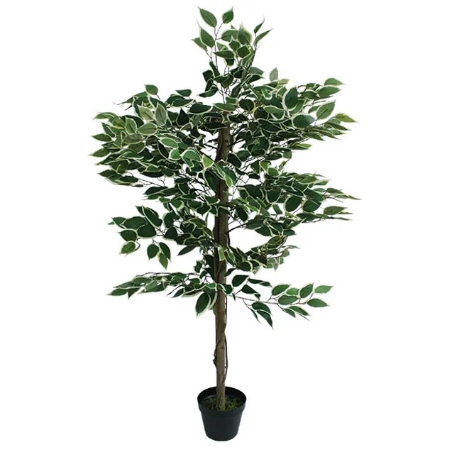 ΔΕΝΤΡΟ ΔΙΧΡΩΜΟ ΜΠΕΝΖΑΜΙΝ ΣΕ ΓΛΑΣΤΡΑ - Y120cm 4/ΚΙΒ