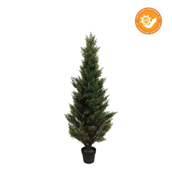 ΔΕΝΤΡΟ ΤΟΥΓΙΑ ΣΕ ΓΛΑΣΤΡΑ ΜΕ ΠΡΟΣΤΑΣΙΑ UV - Υ120cm 2/ΚΙΒ – Δημιουργεί αίσθηση πολυτέλειας χωρίς κόπο | iroots.gr