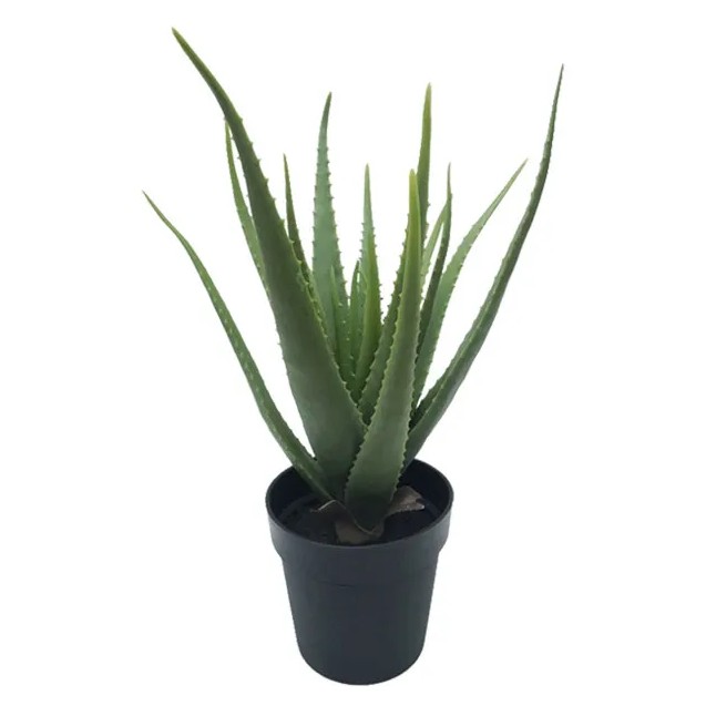 ΦΥΤΟ ΑΛΟΗ 19lvs ΣΕ ΓΛΑΣΤΡΑ L:43xH:61cm 4ΚΙΒ