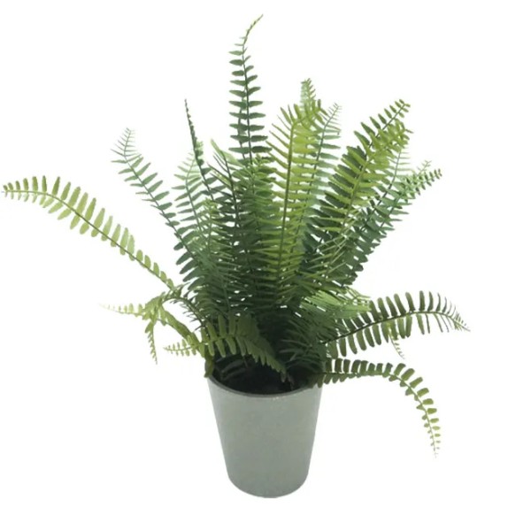 ΦΥΤΟ ΦΤΕΡΗ ΣΕ ΚΑΣΠΩ ΠΛΑΣΤΙΚΟ - Υ45cm 6/ΚΙΒ – Ταιριάζει σε κάθε μοντέρνο ή επαγγελματικό χώρο | iroots.gr