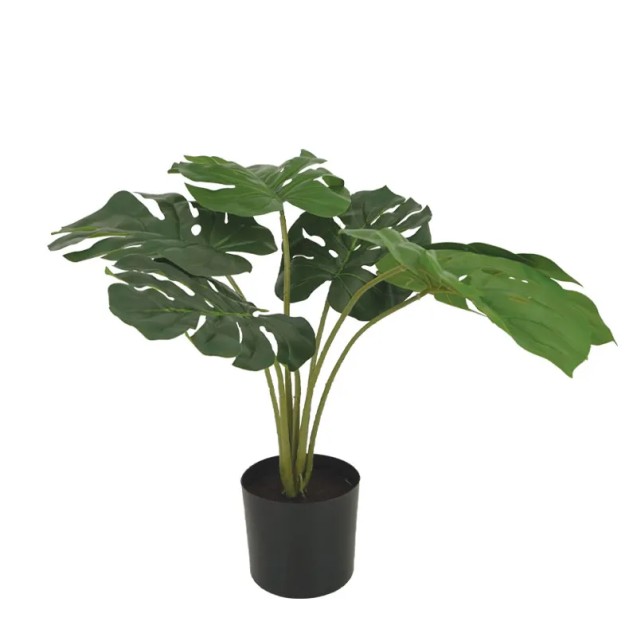 ΔΕΝΤΡΟ ΜΟΝΣΤΕΡΑ ΠΡΑΣΙΝΟ REAL TOUCH ΣΕ ΠΛΑΣΤΙΚΗ ΓΛΑΣΤΡΑ - Υ46cm 6/KIB – Προσφέρει μοναδική αισθητική | iroots.gr