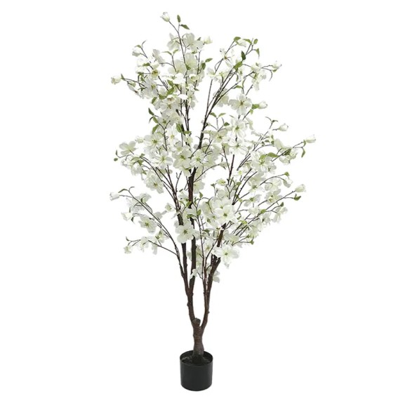 ΔΕΝΤΡΟ ΚΡΑΝΙΑ ΛΕΥΚΟ ΣΕ ΓΛΑΣΤΡΑ - Y165cm 2/KIB – Δημιουργεί αίσθηση πολυτέλειας χωρίς κόπο | iroots.gr