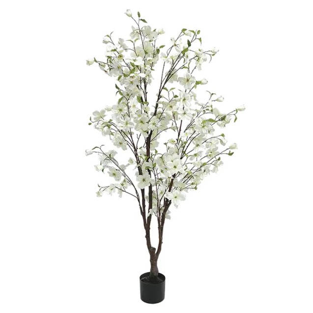 ΔΕΝΤΡΟ ΚΡΑΝΙΑ ΛΕΥΚΟ ΣΕ ΓΛΑΣΤΡΑ - Y165cm 2/KIB – Δημιουργεί αίσθηση πολυτέλειας χωρίς κόπο | iroots.gr