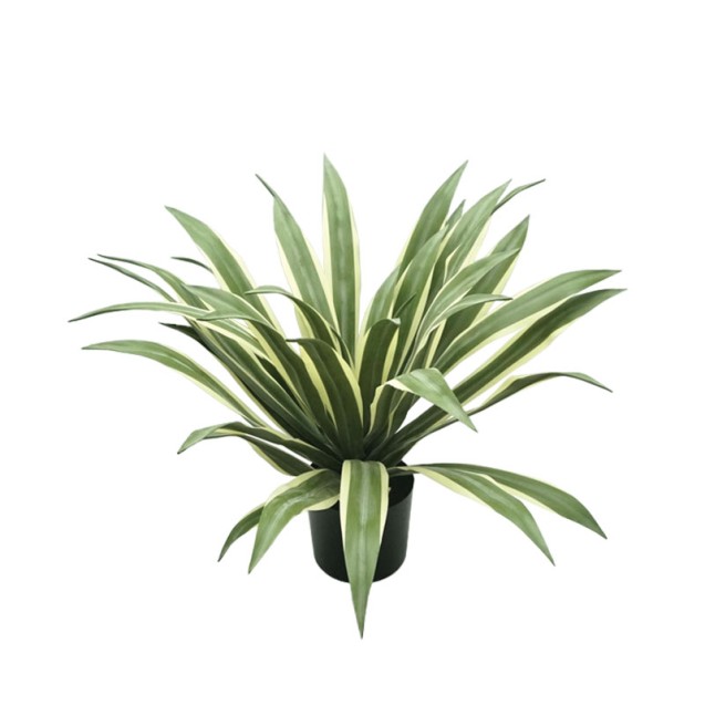 ΔΕΝΤΡΟ ΑΓΑΥΗ ΠΡΑΣΙΝΟ ΣΕ ΓΛΑΣΤΡΑ - 70cm 2/ΚΙΒ – Δίνει premium χαρακτήρα στο περιβάλλον | iroots.gr